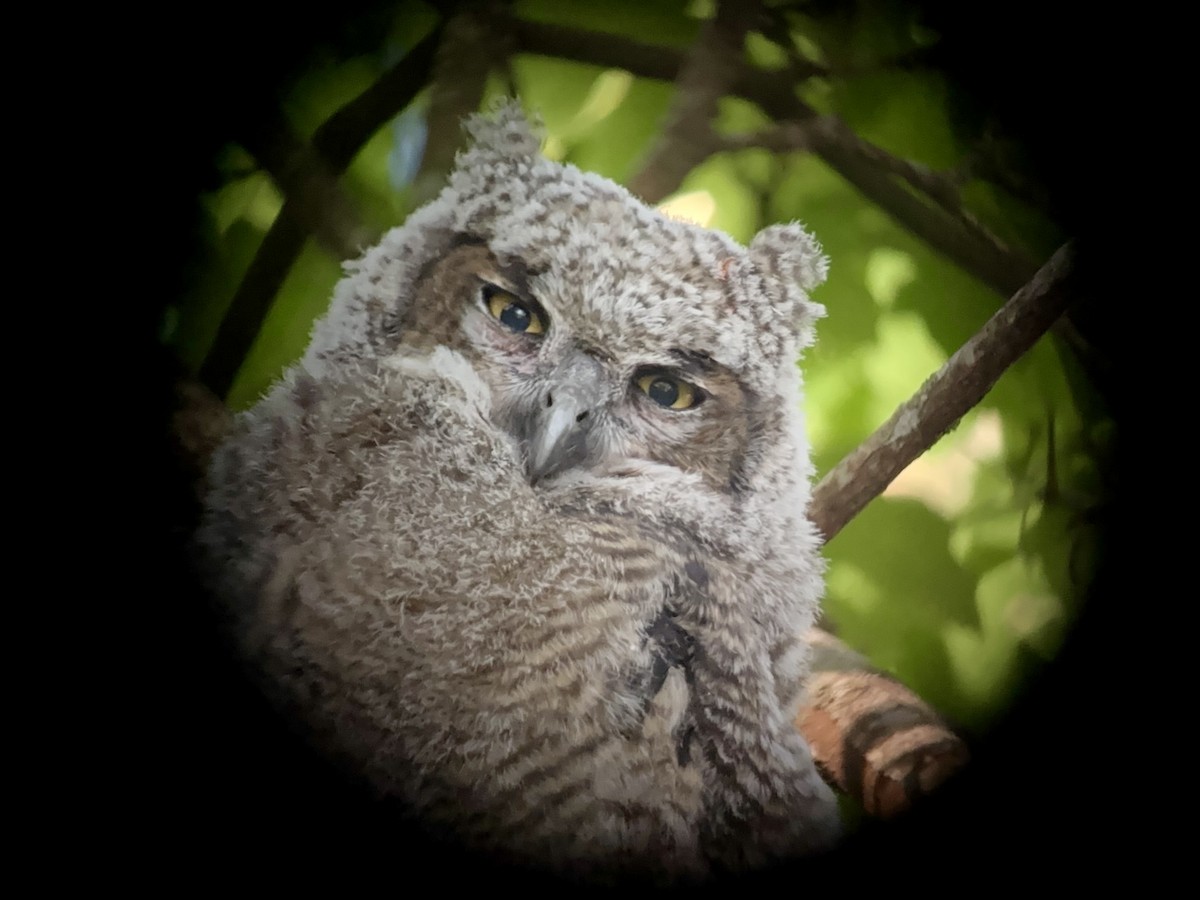 Great Horned Owl - ML635373694