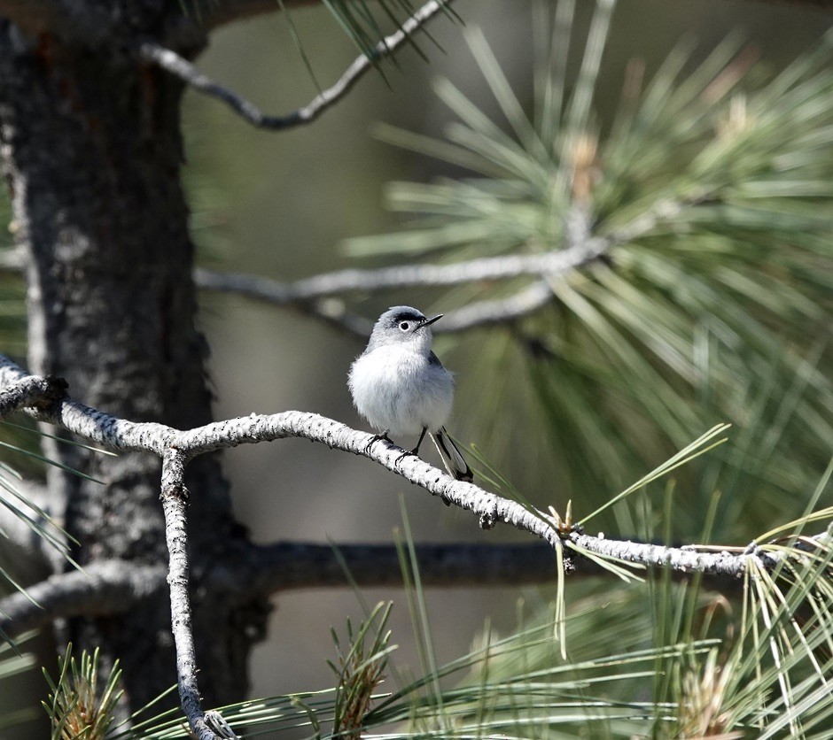 Blue-gray Gnatcatcher - ML635373717