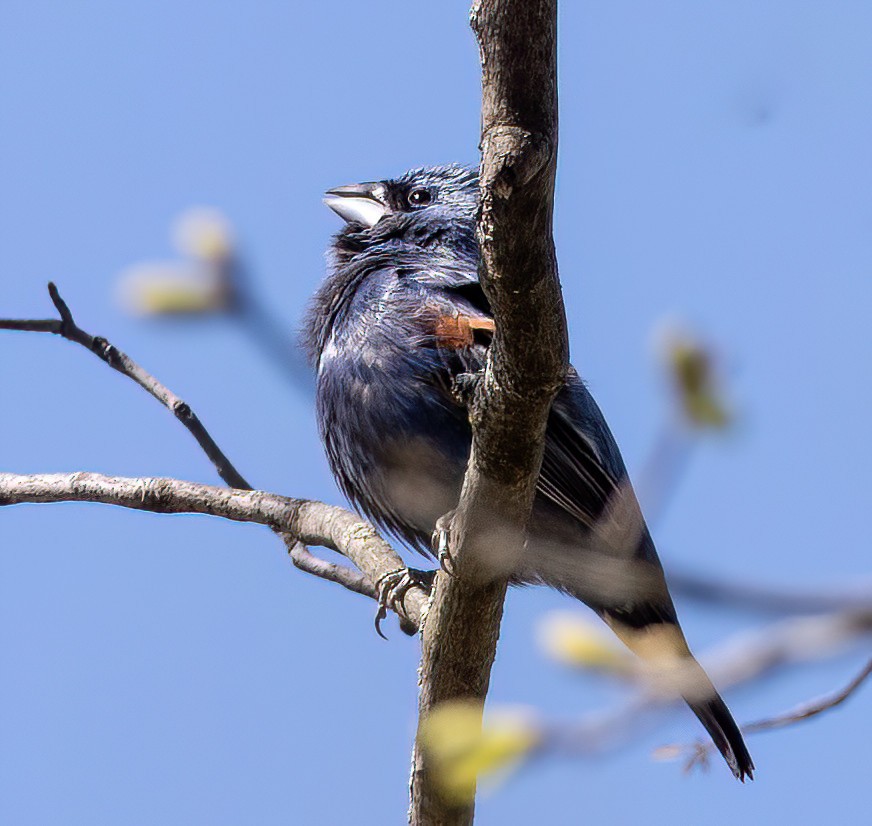 גבתאי כחול - ML635373747