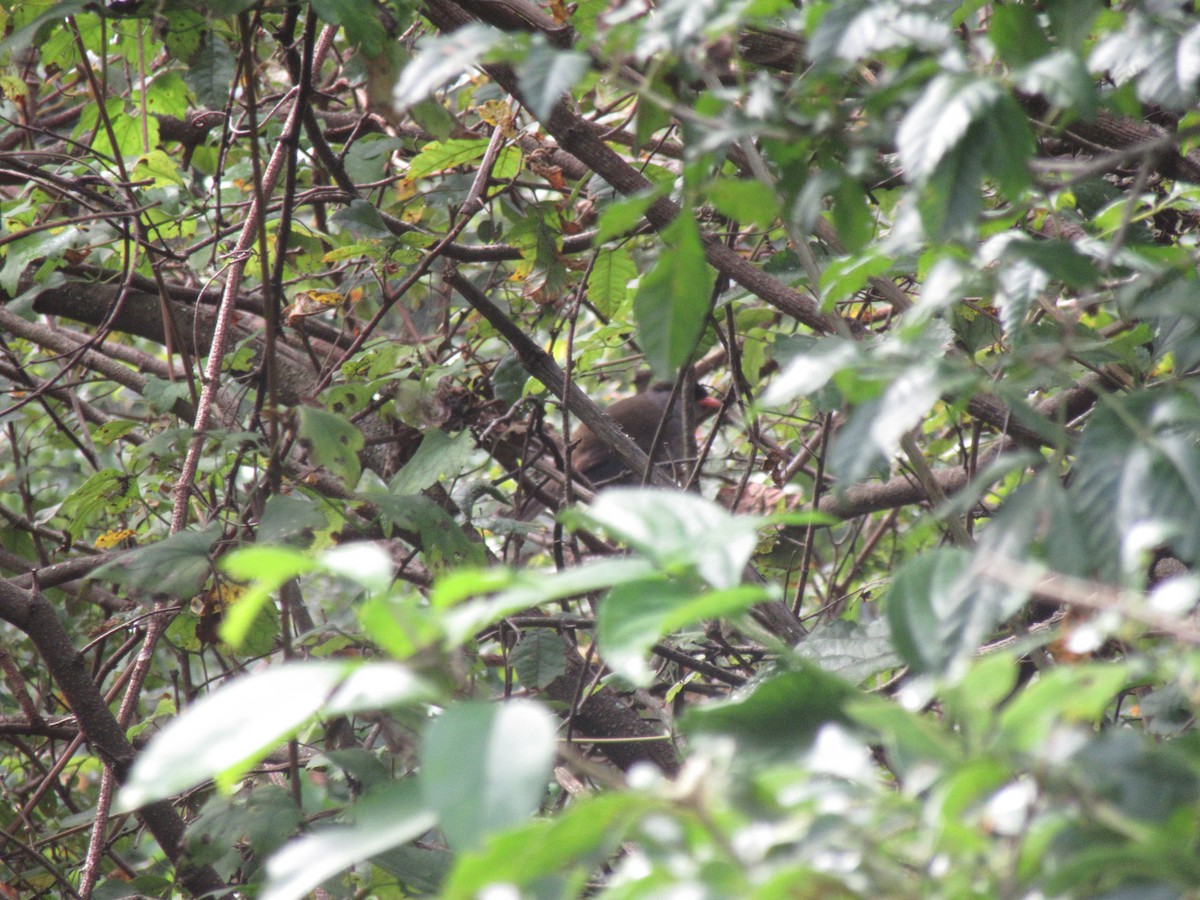 Bush Blackcap - ML635373758