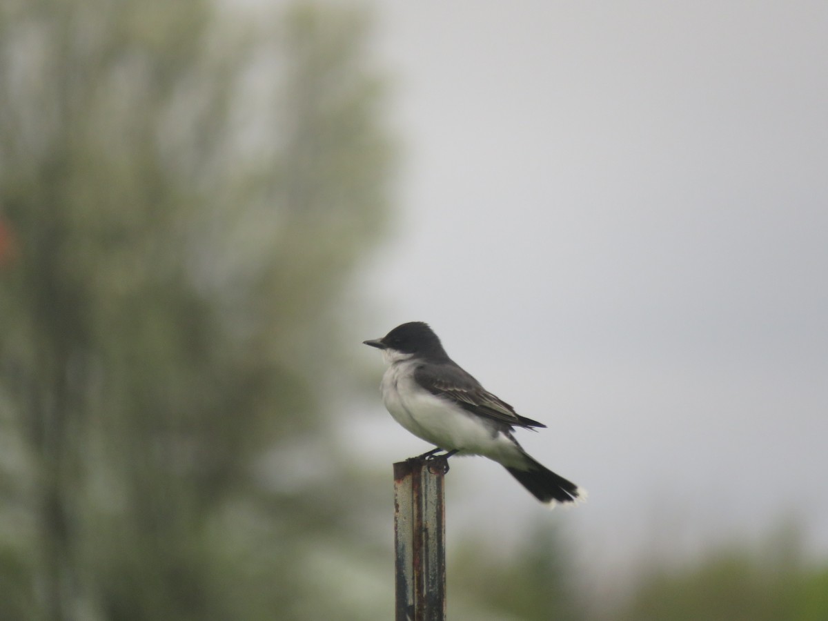 Eastern Kingbird - ML635373796