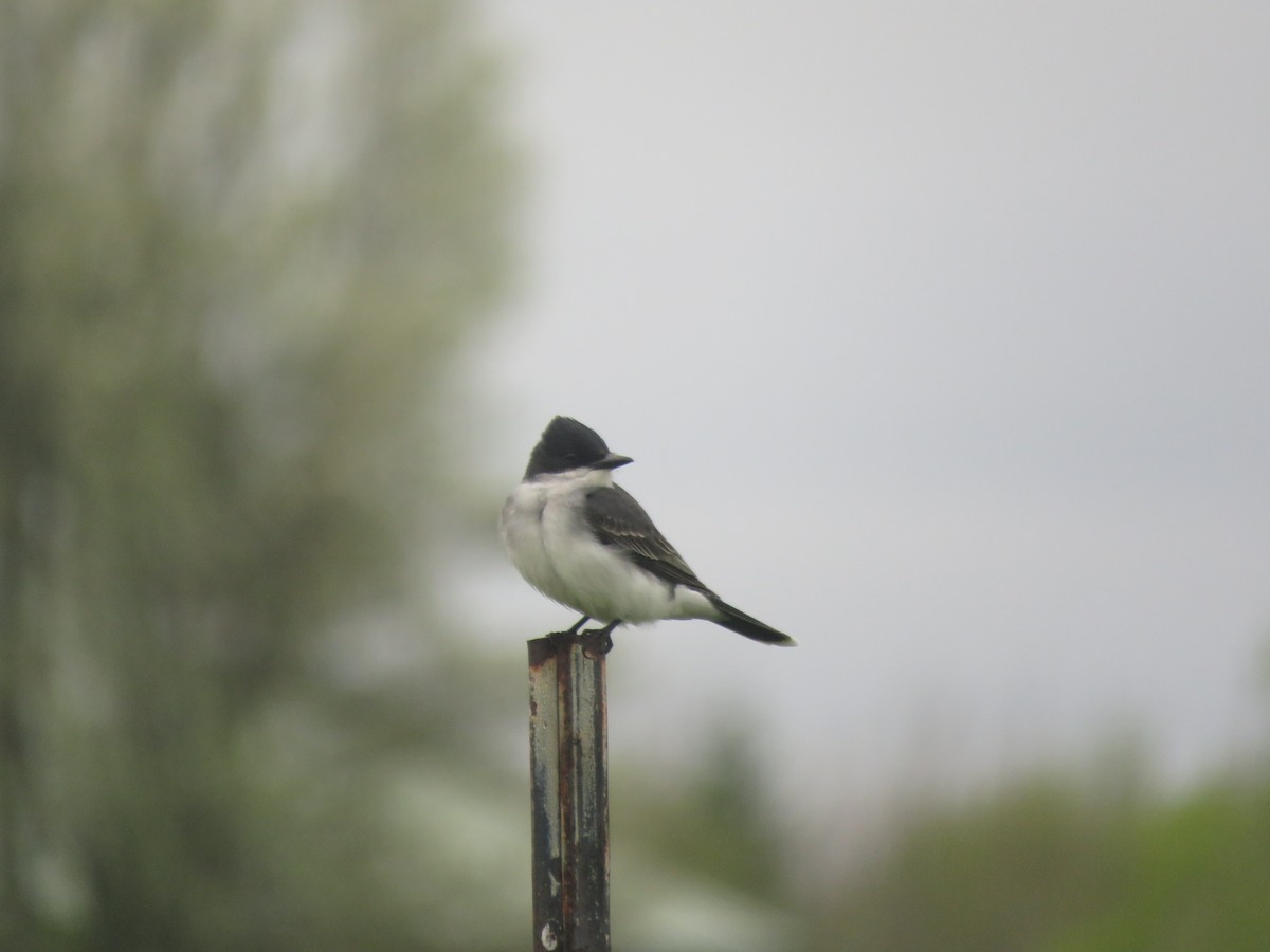 Eastern Kingbird - ML635373797
