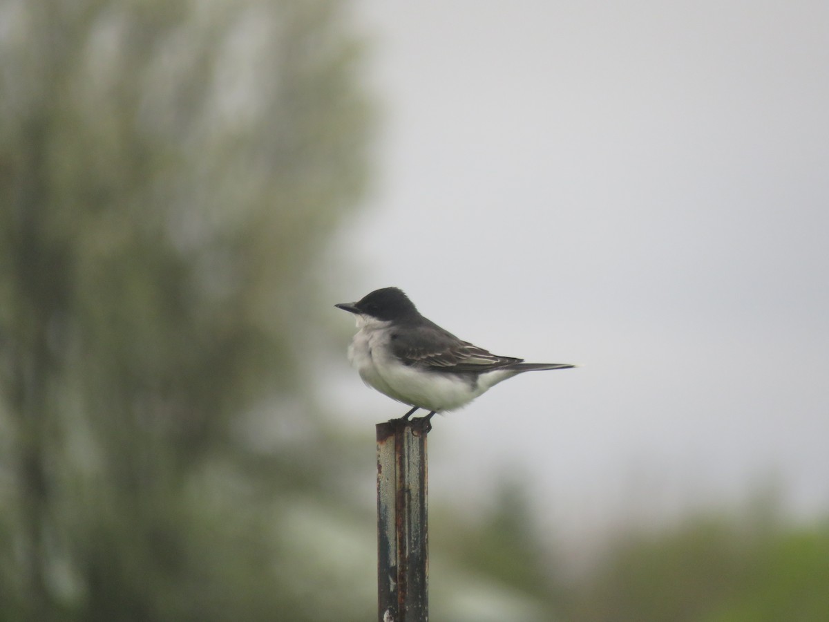 Eastern Kingbird - ML635373798
