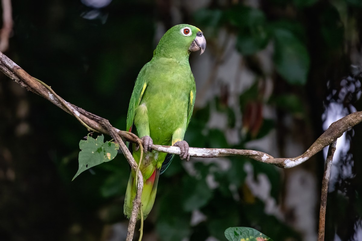 Yellow-crowned Amazon - ML635373800