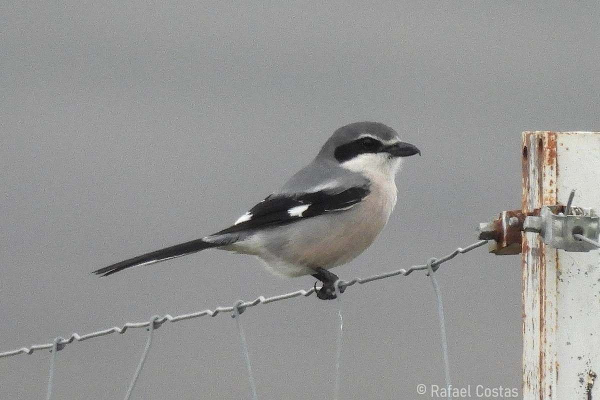 Iberian Gray Shrike - ML635373821