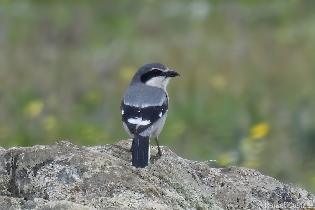 Iberian Gray Shrike - ML635373827