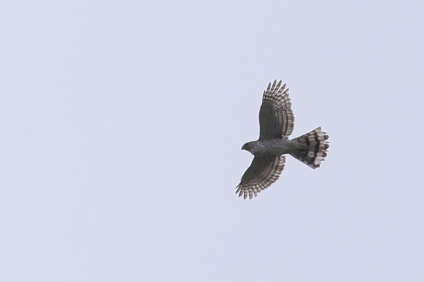 Cooper's Hawk - ML635373828