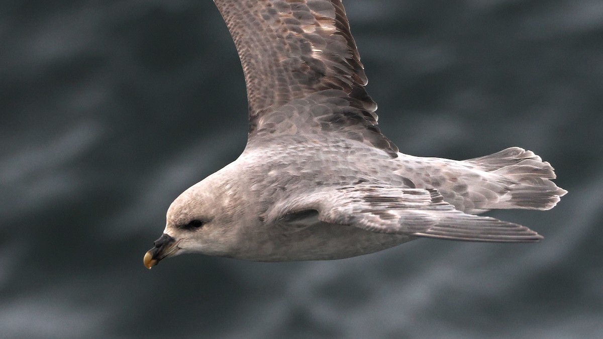 Northern Fulmar - ML635373841