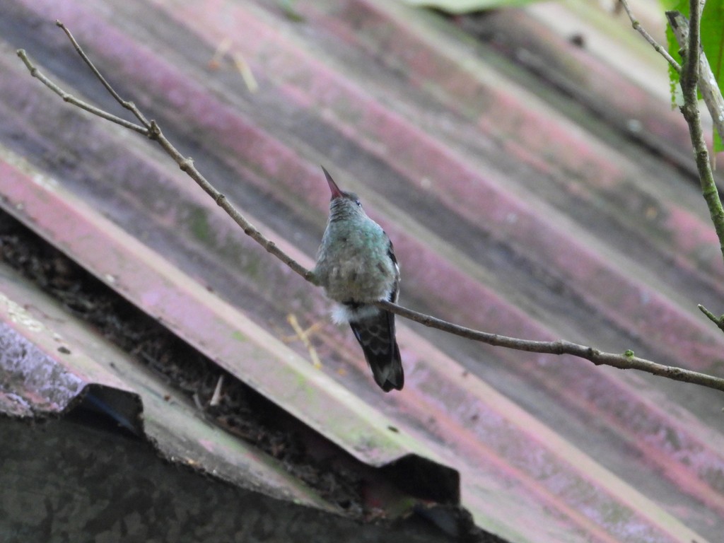 Scaly-breasted Hummingbird - ML635373851
