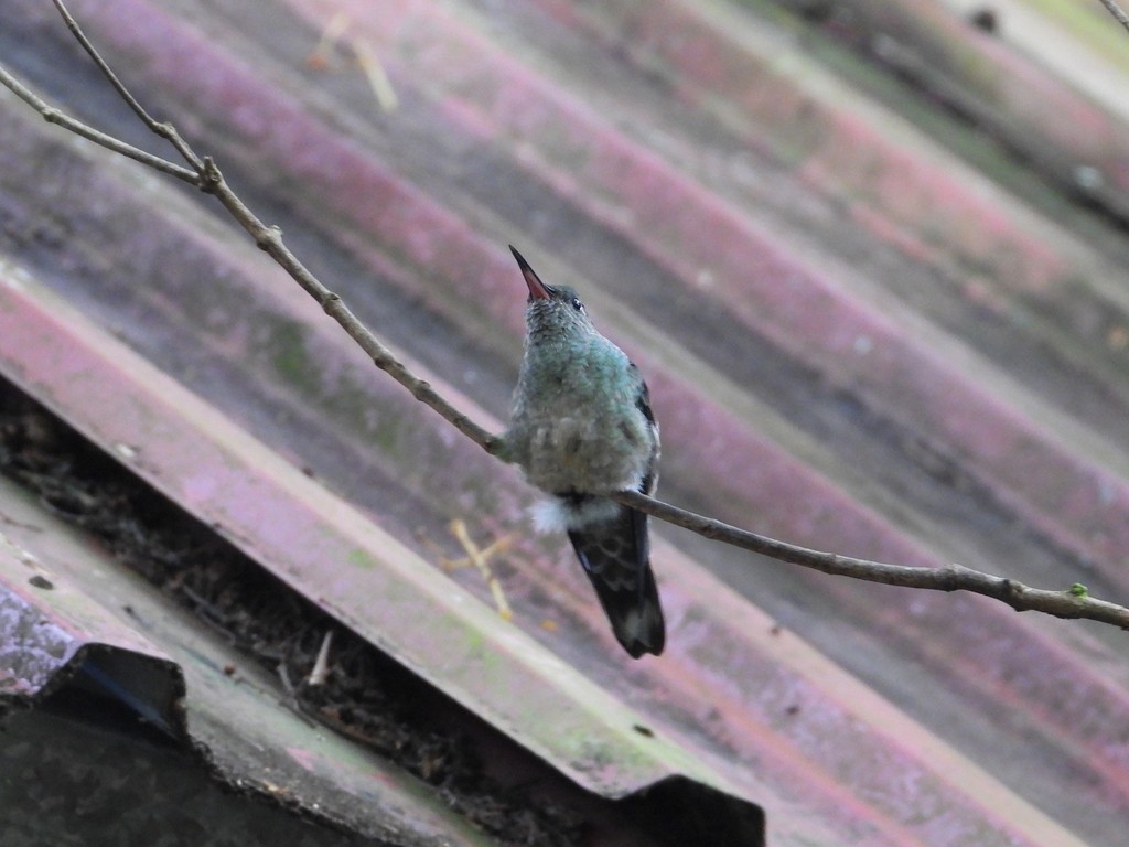 Scaly-breasted Hummingbird - ML635373852