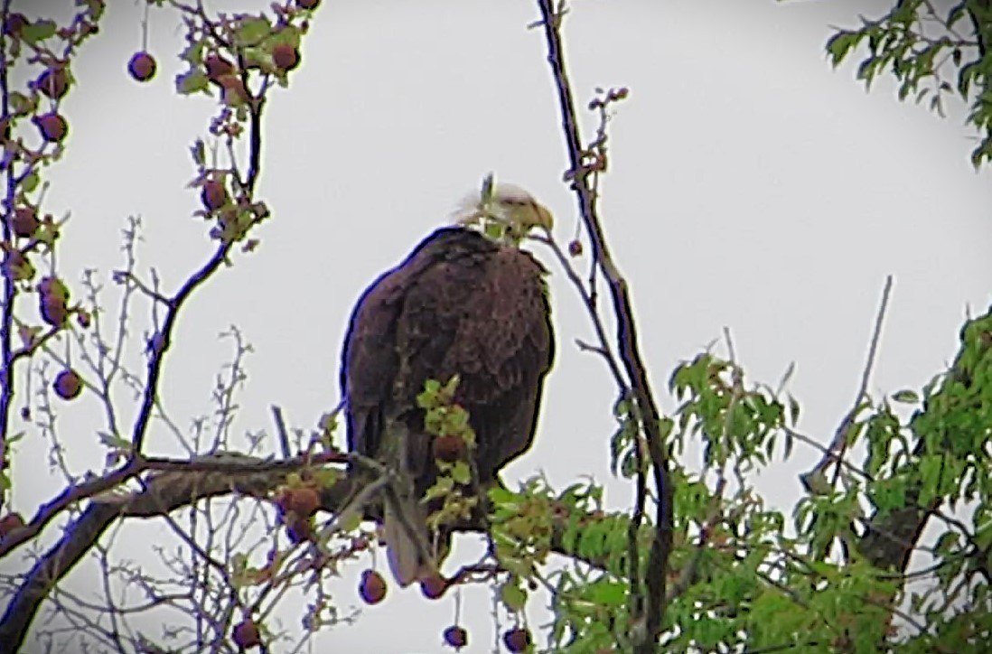 Weißkopf-Seeadler - ML635373854