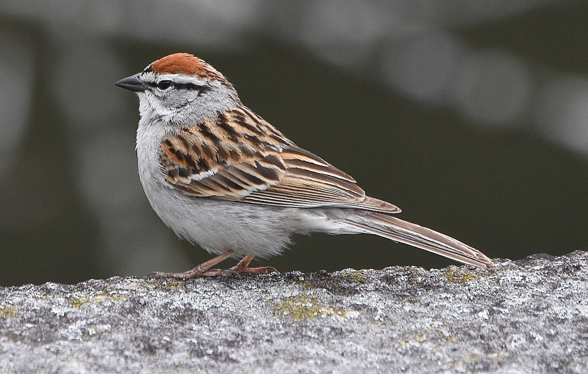 Chipping Sparrow - ML635373877