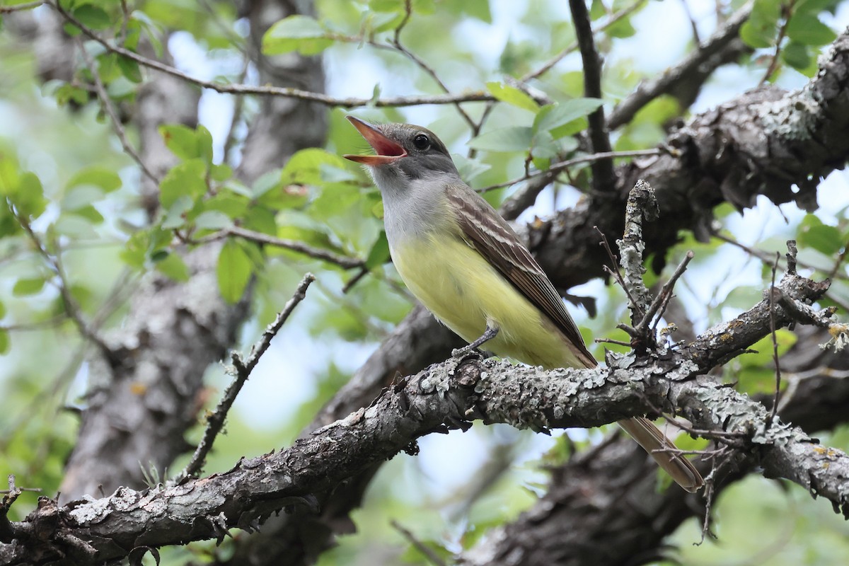 Great Crested Flycatcher - ML635373879