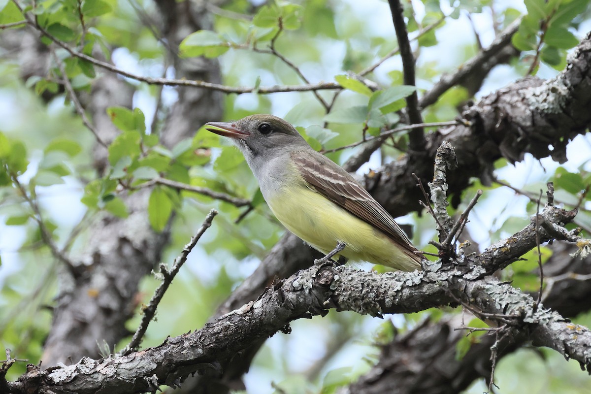 Great Crested Flycatcher - ML635373882