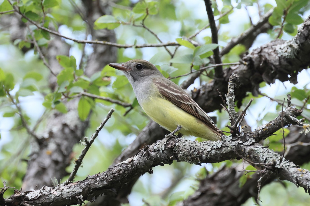 Great Crested Flycatcher - ML635373883