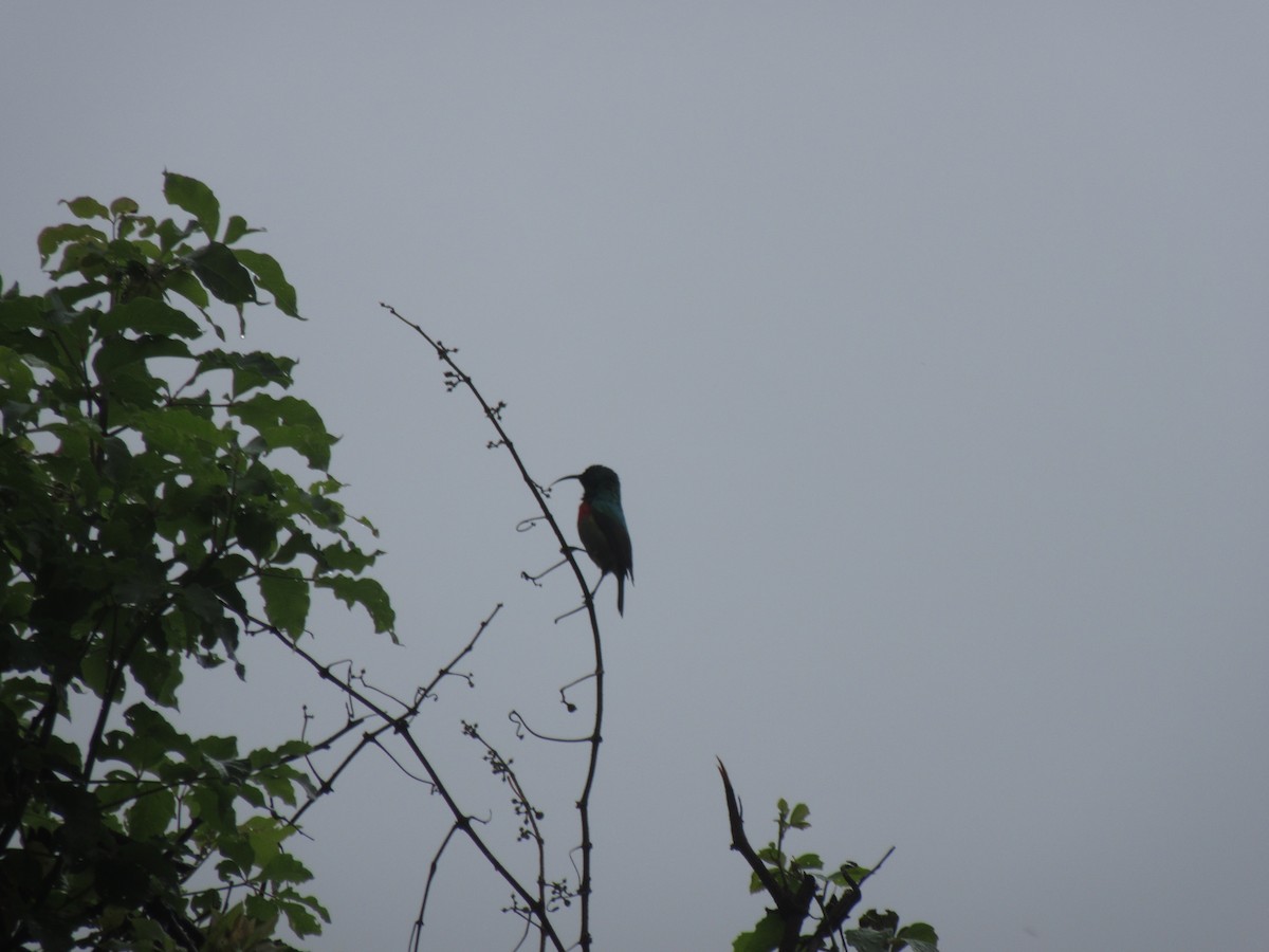 Greater Double-collared Sunbird - ML635373888