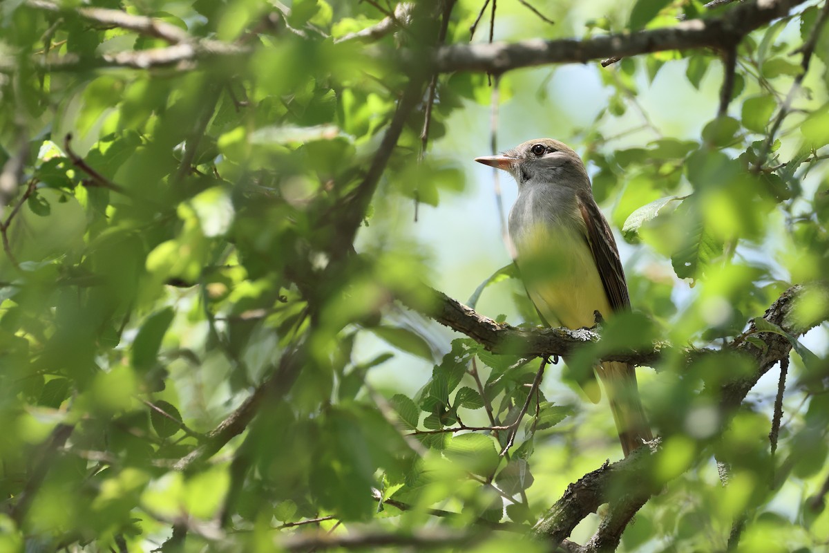 Great Crested Flycatcher - ML635373889