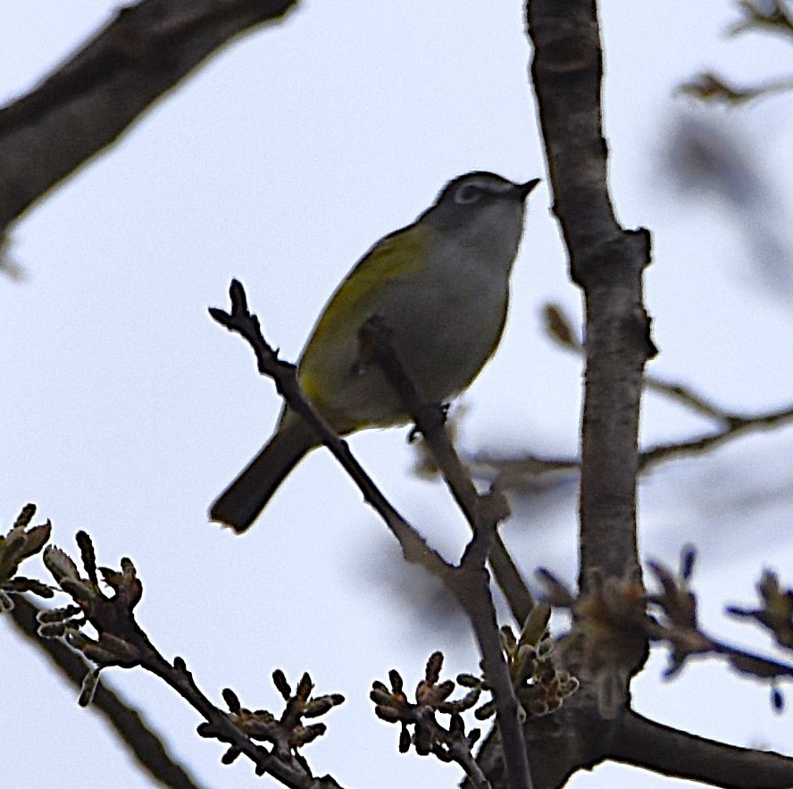 eremittvireo - ML635373890