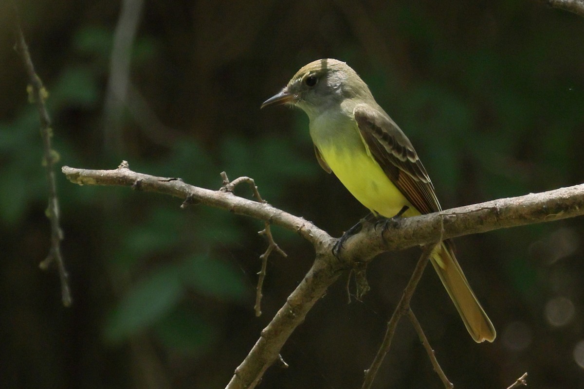 Great Crested Flycatcher - ML635373894