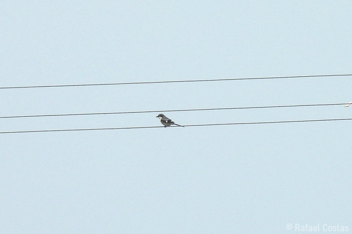 Iberian Gray Shrike - ML635373898