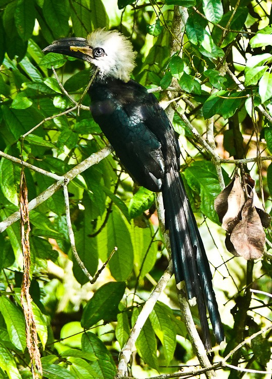 Western Long-tailed Hornbill - ML635373903