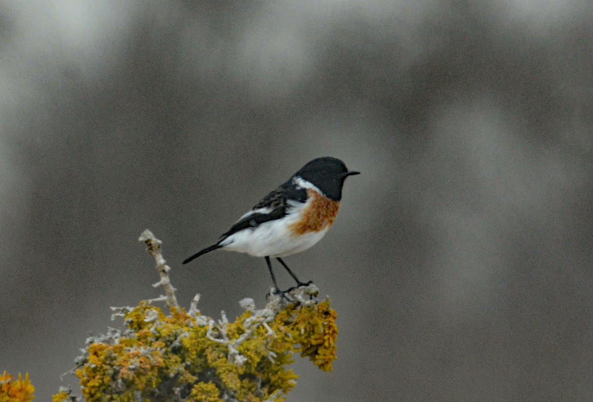African Stonechat (African) - ML635373936