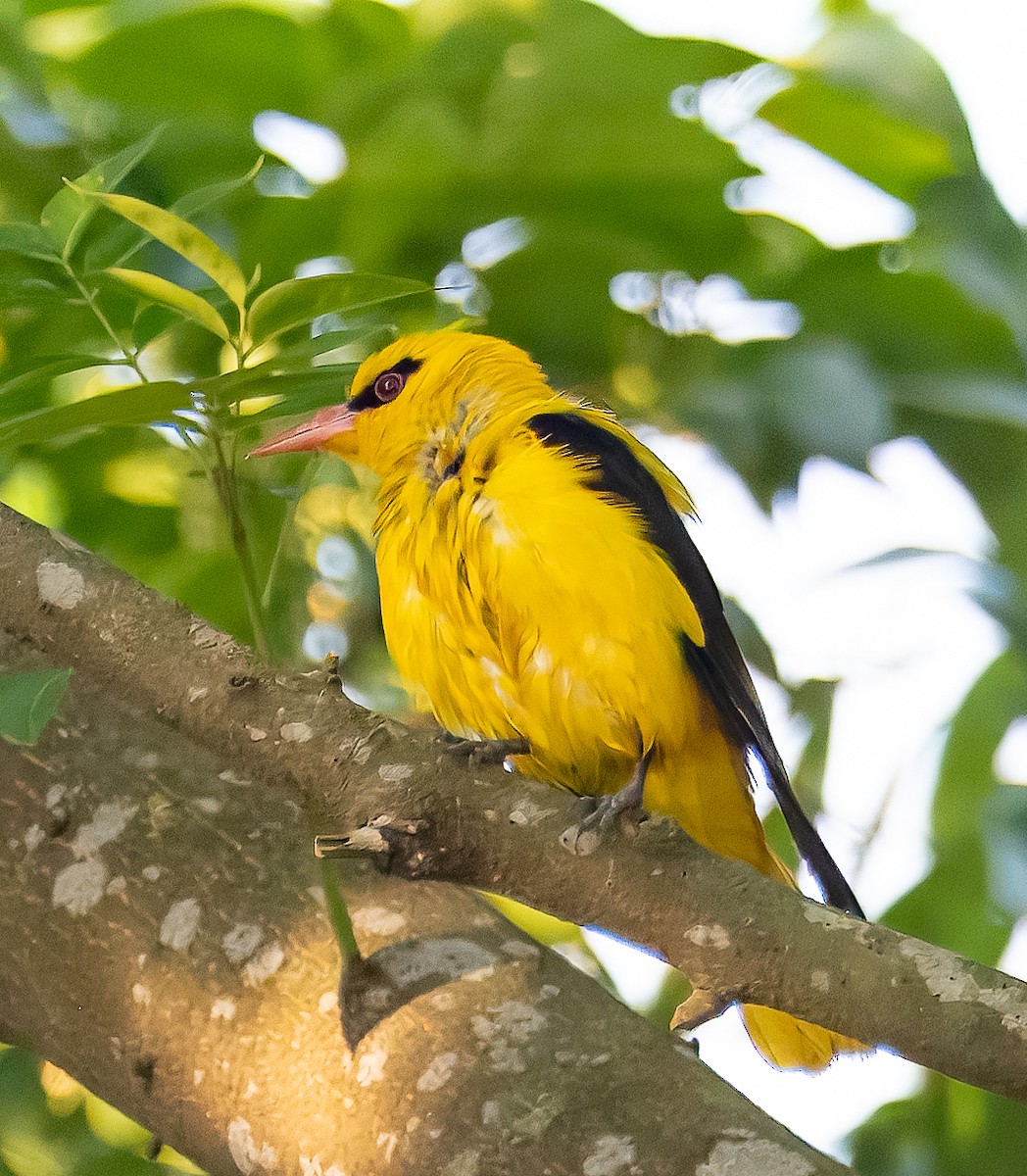 Indian Golden Oriole - ML635373966
