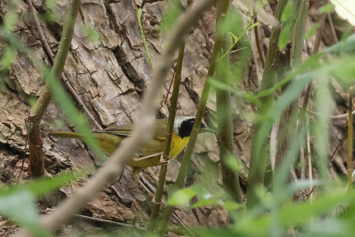 Common Yellowthroat - ML635373970