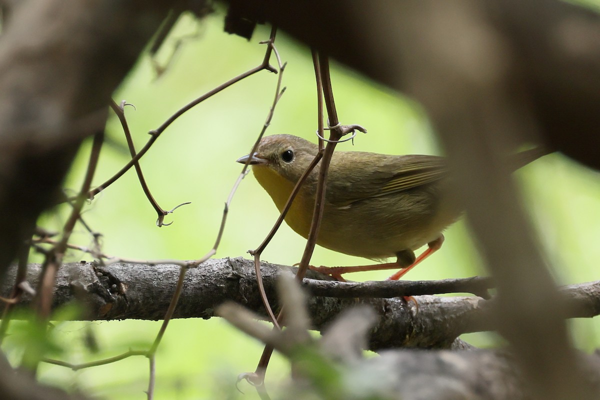 Common Yellowthroat - ML635373983