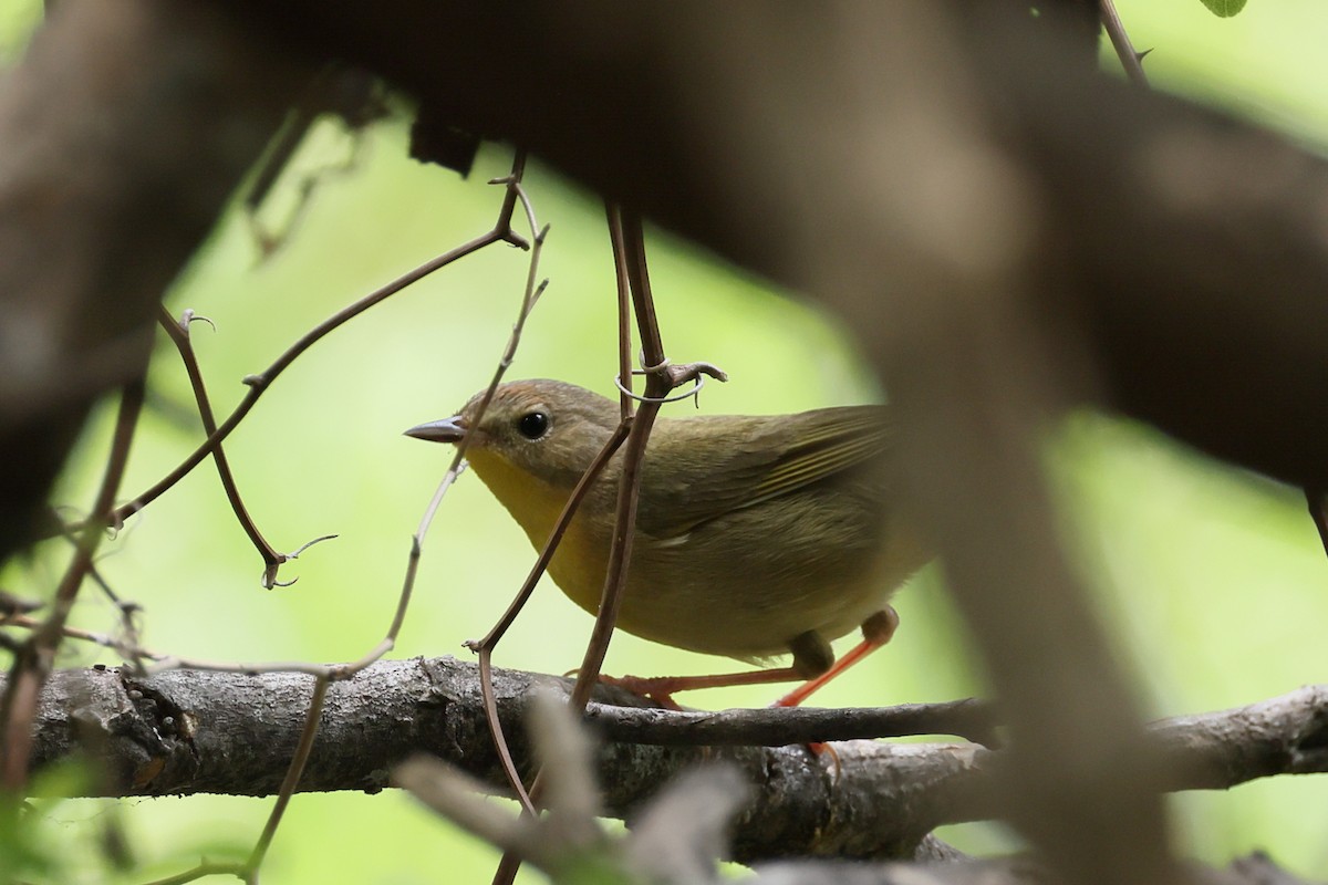 Common Yellowthroat - ML635373986