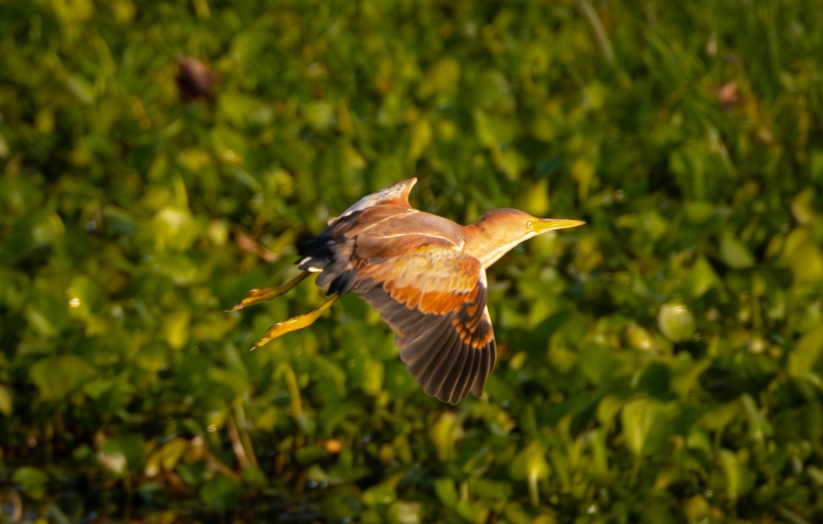 Least Bittern - ML635374001