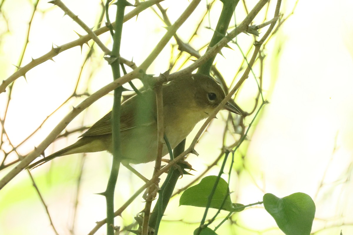 Common Yellowthroat - ML635374003