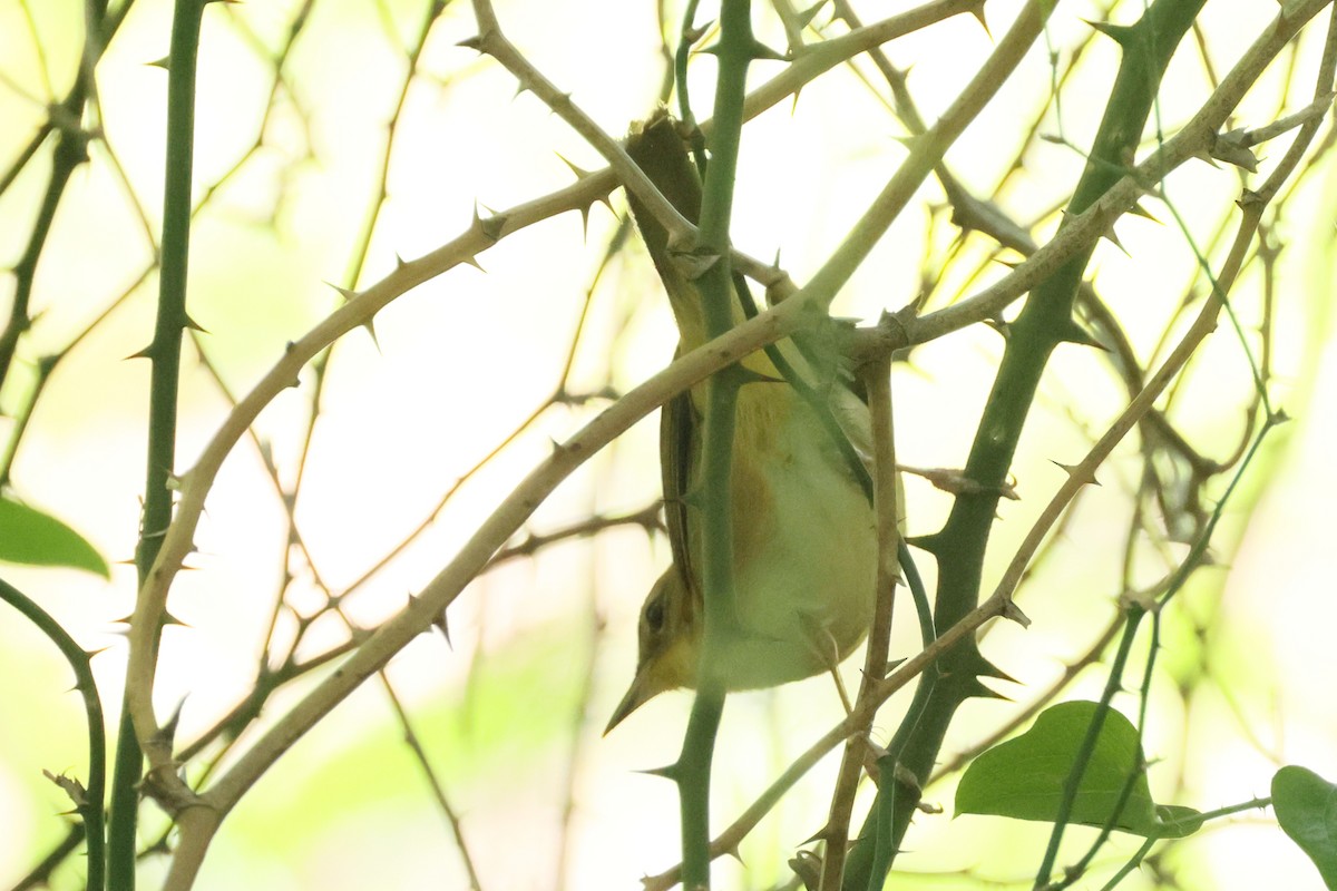 Common Yellowthroat - ML635374004
