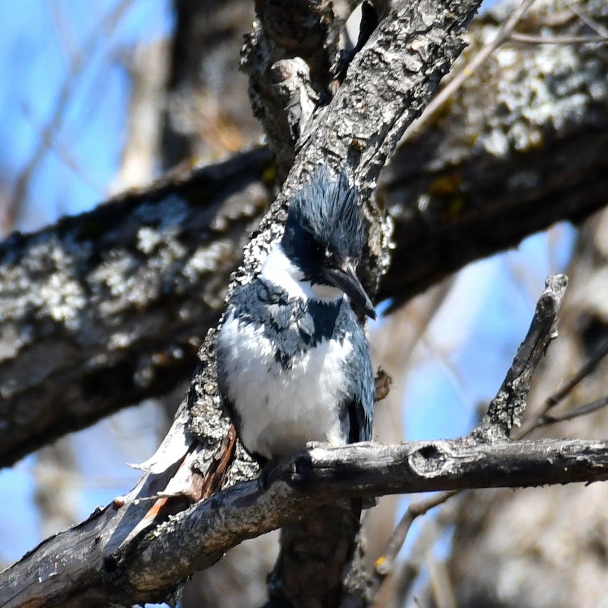 Belted Kingfisher - ML635374011