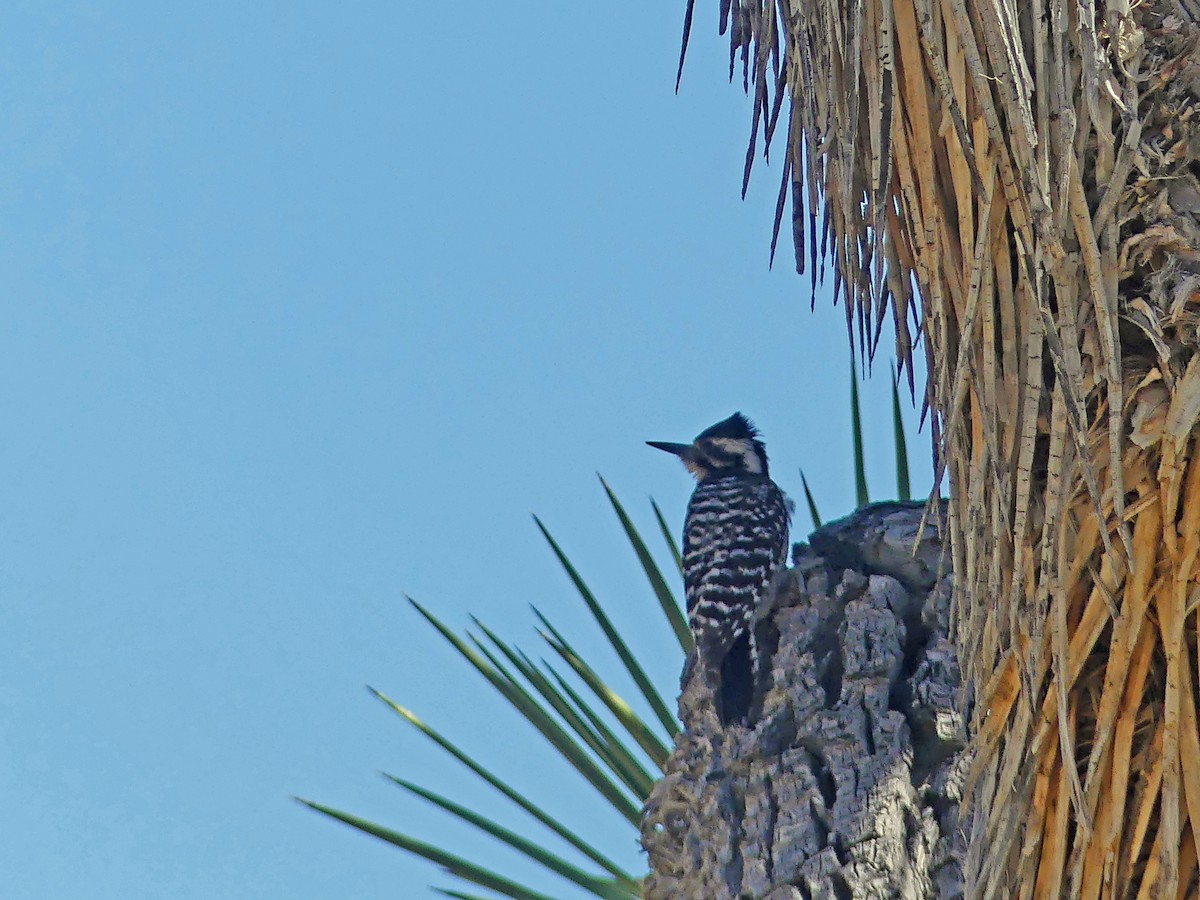 Ladder-backed Woodpecker - ML635374020