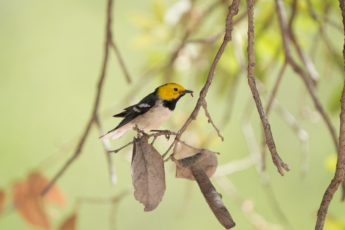 Hermit Warbler - ML635374021