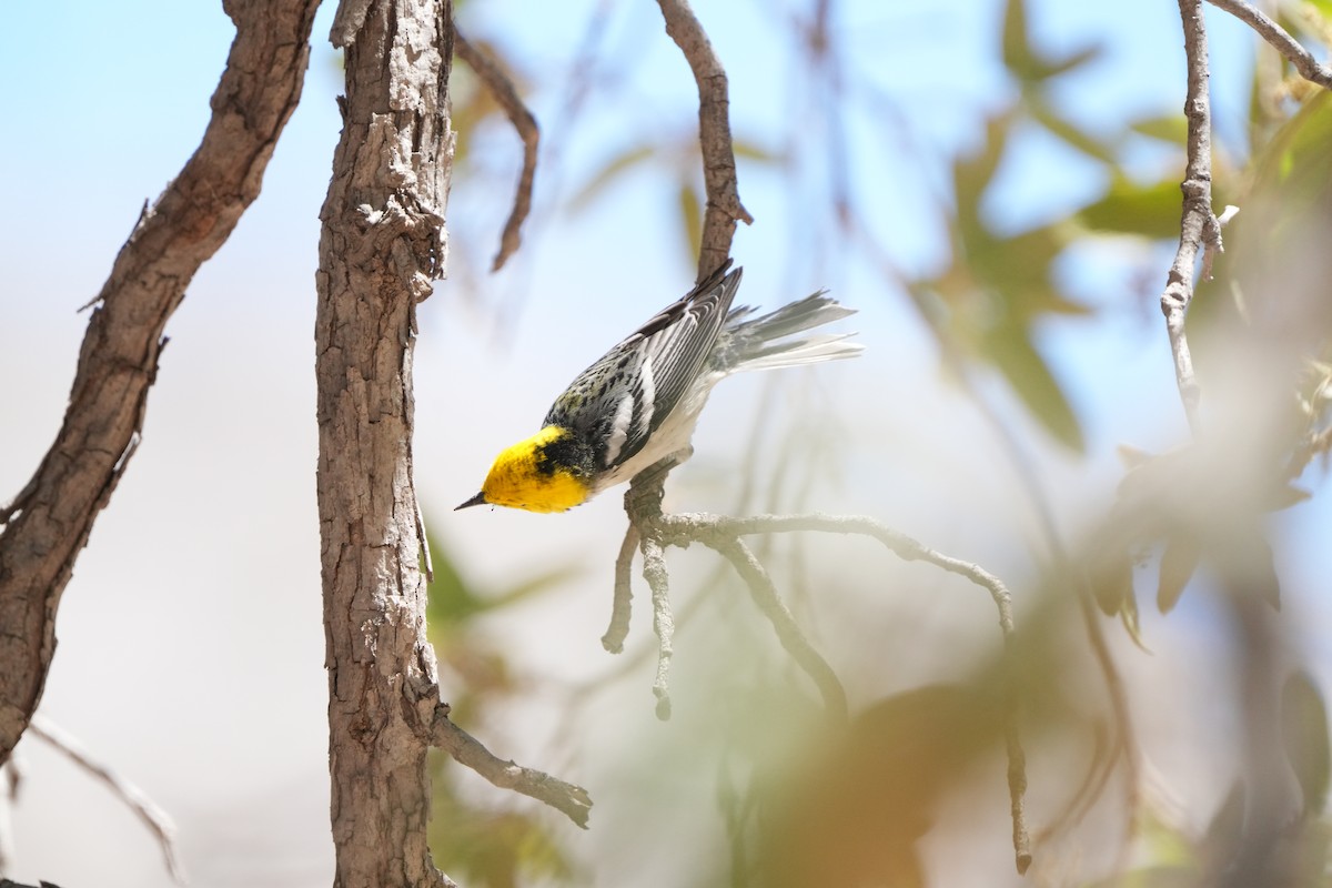 Hermit Warbler - ML635374023