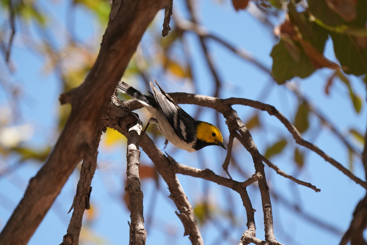 Hermit Warbler - ML635374027