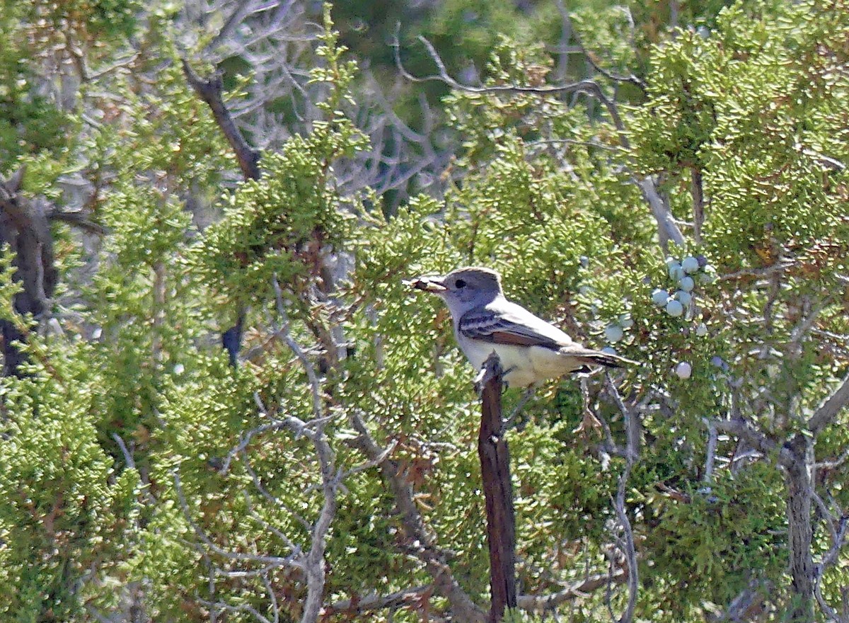 Ash-throated Flycatcher - ML635374031