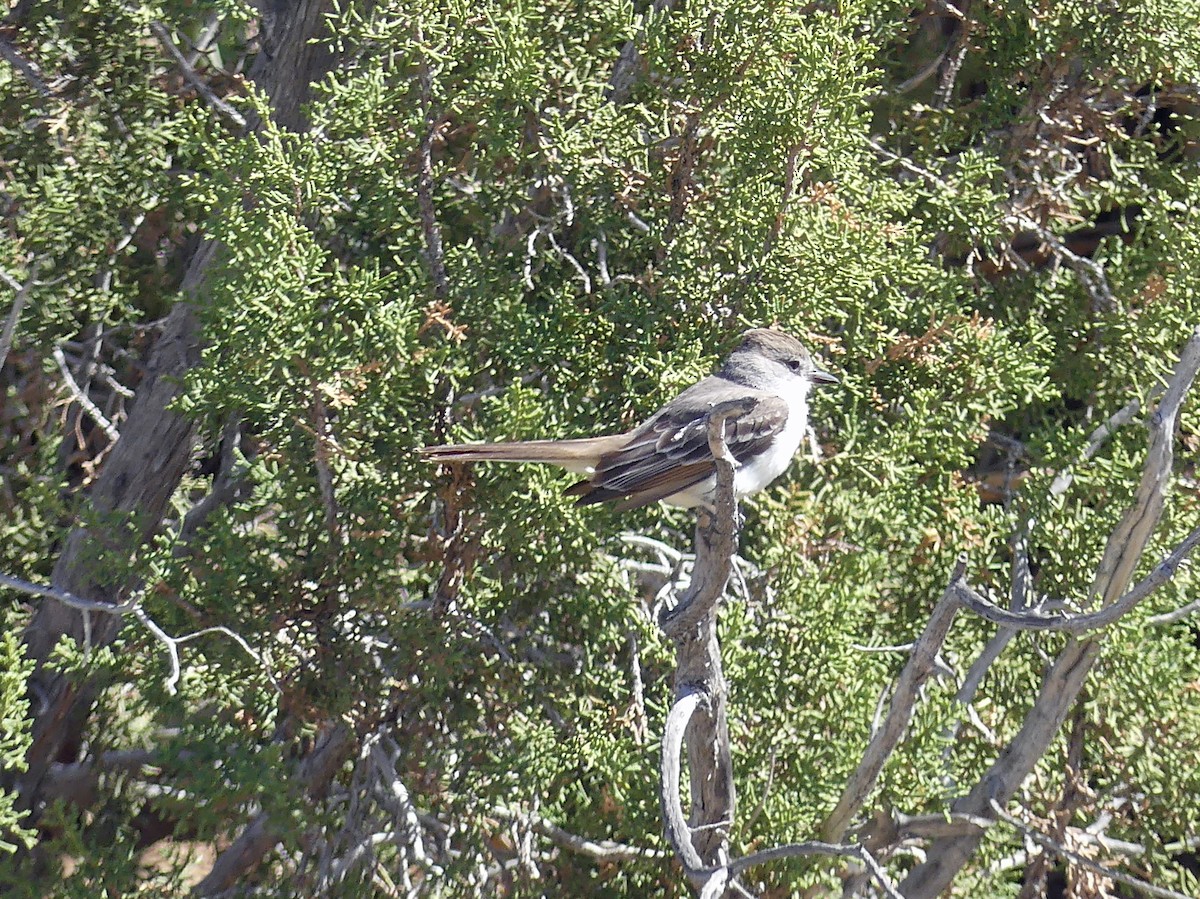Ash-throated Flycatcher - ML635374032