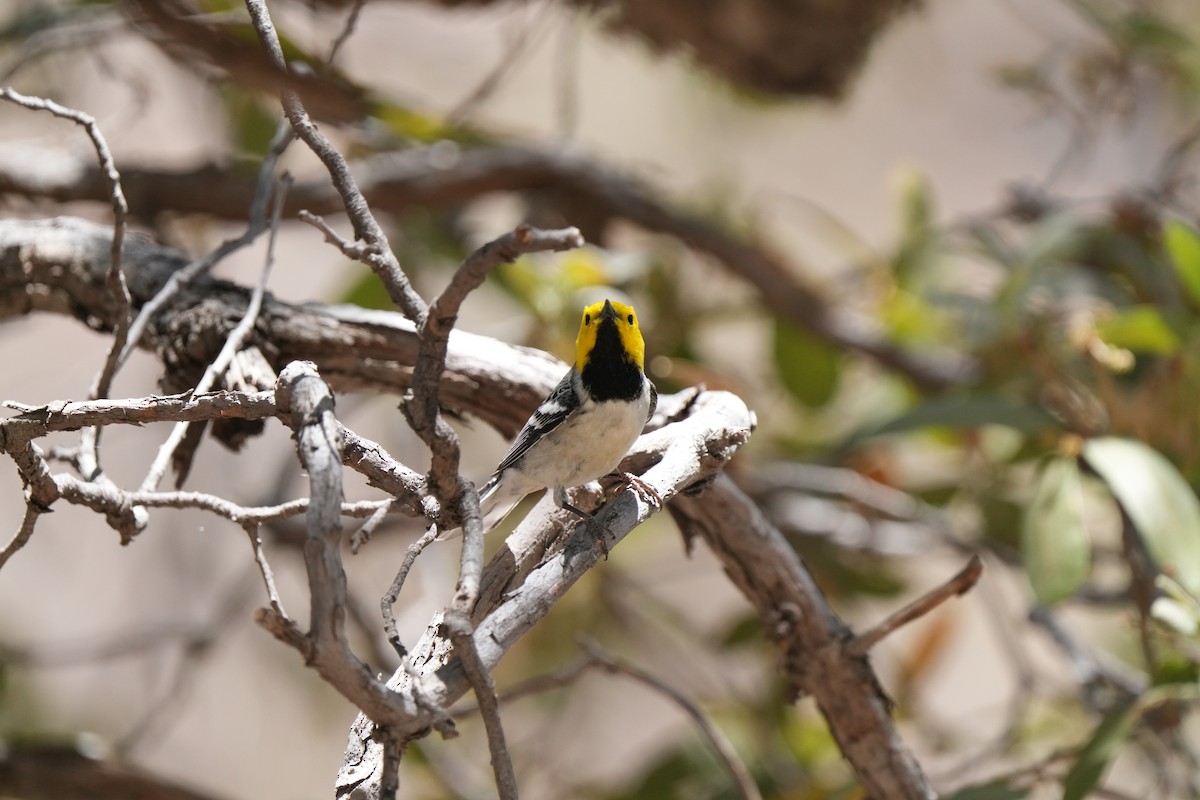 Hermit Warbler - ML635374034