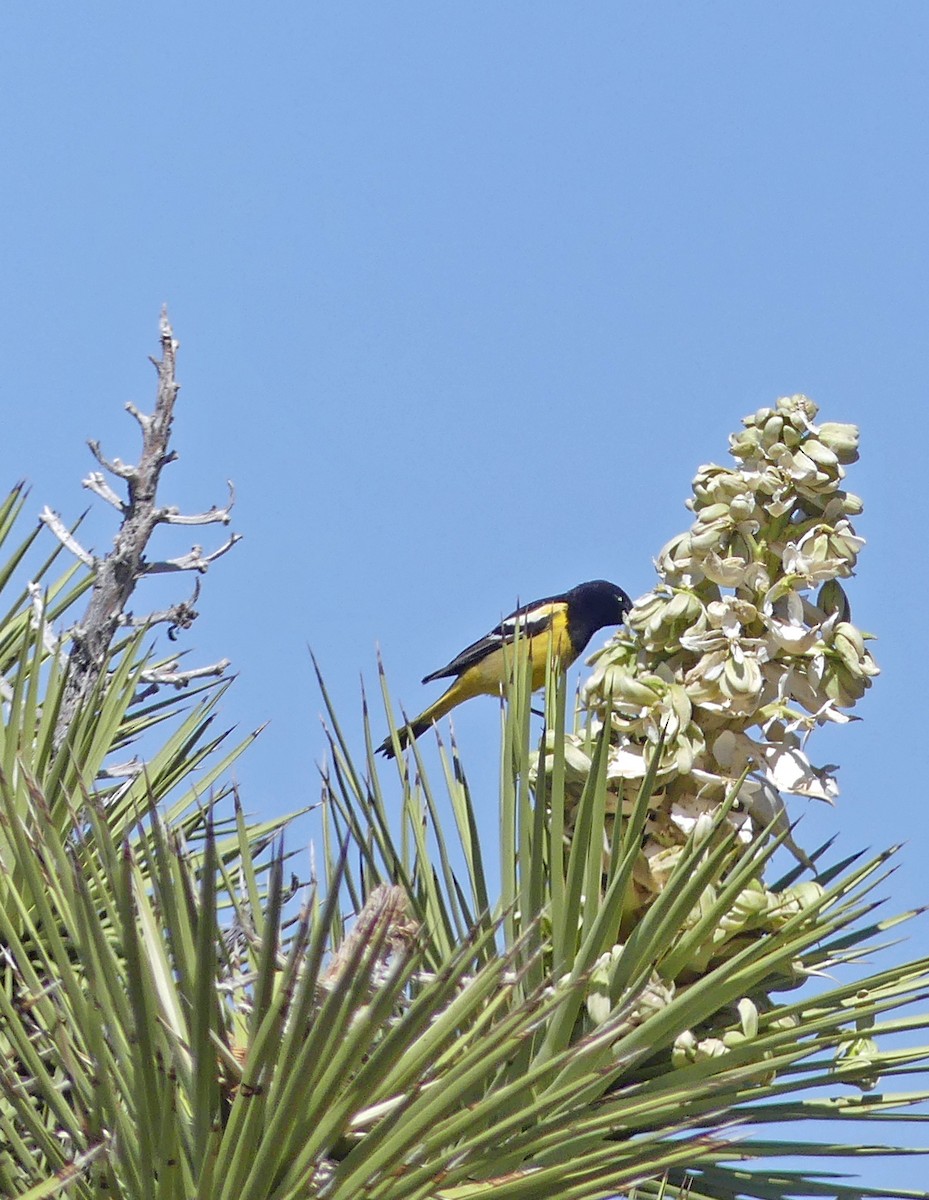 Scott's Oriole - ML635374039