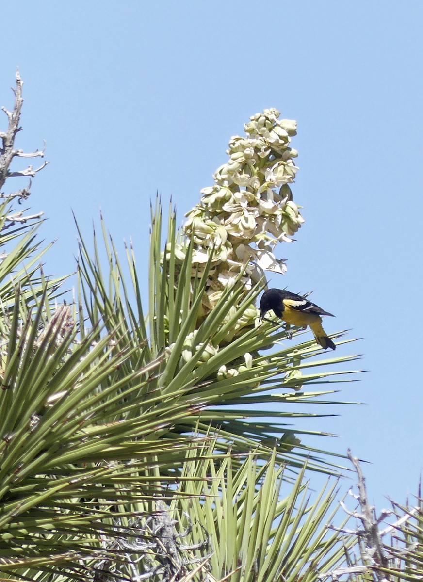 Scott's Oriole - ML635374040
