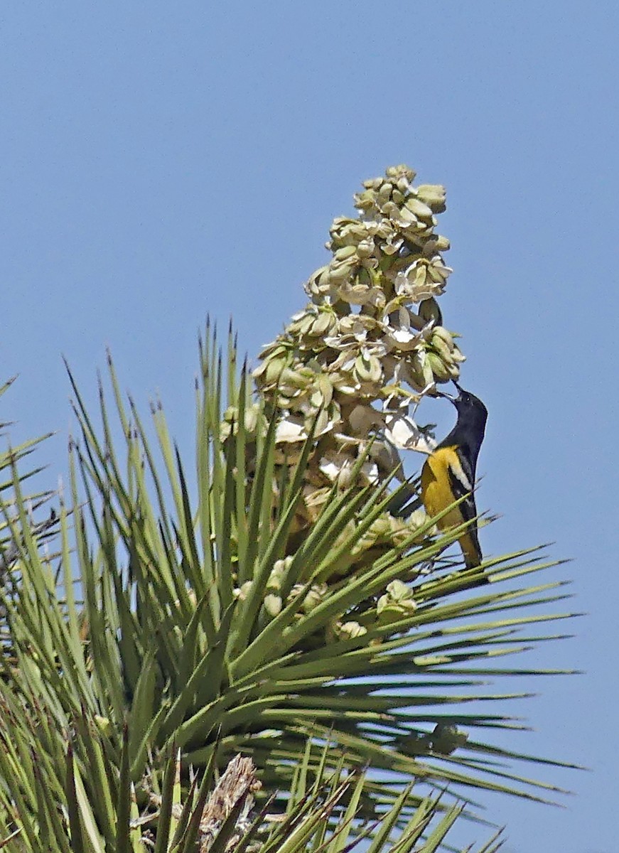 Scott's Oriole - ML635374041