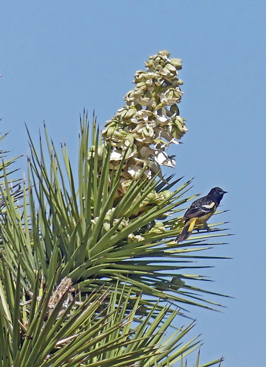 Scott's Oriole - ML635374042