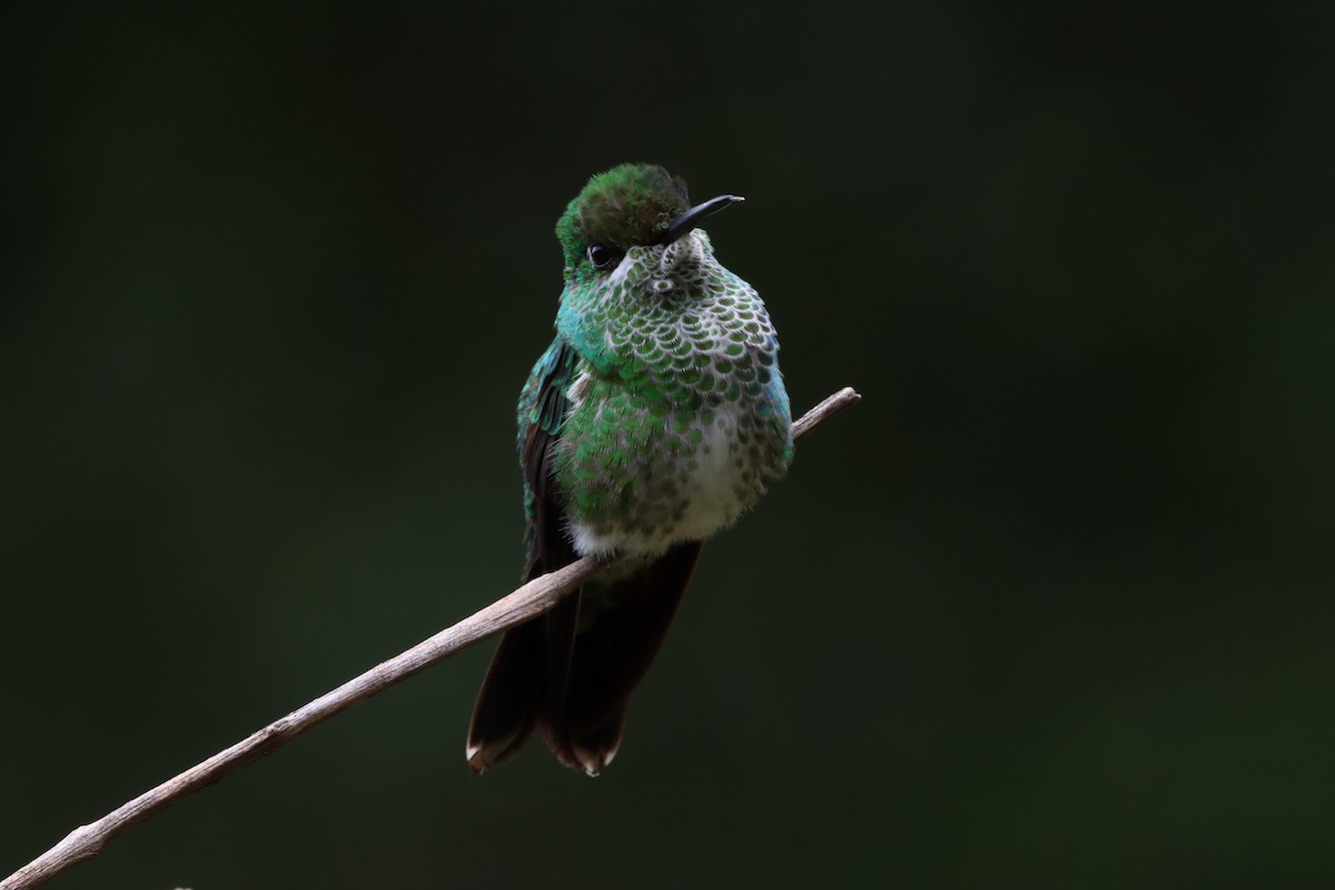 Green-crowned Brilliant - ML635374071