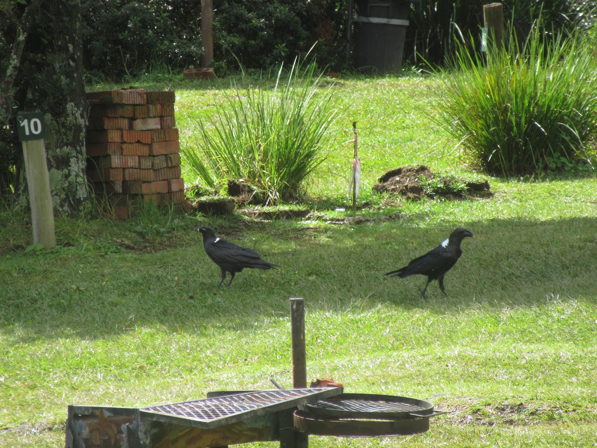 White-necked Raven - ML635374192