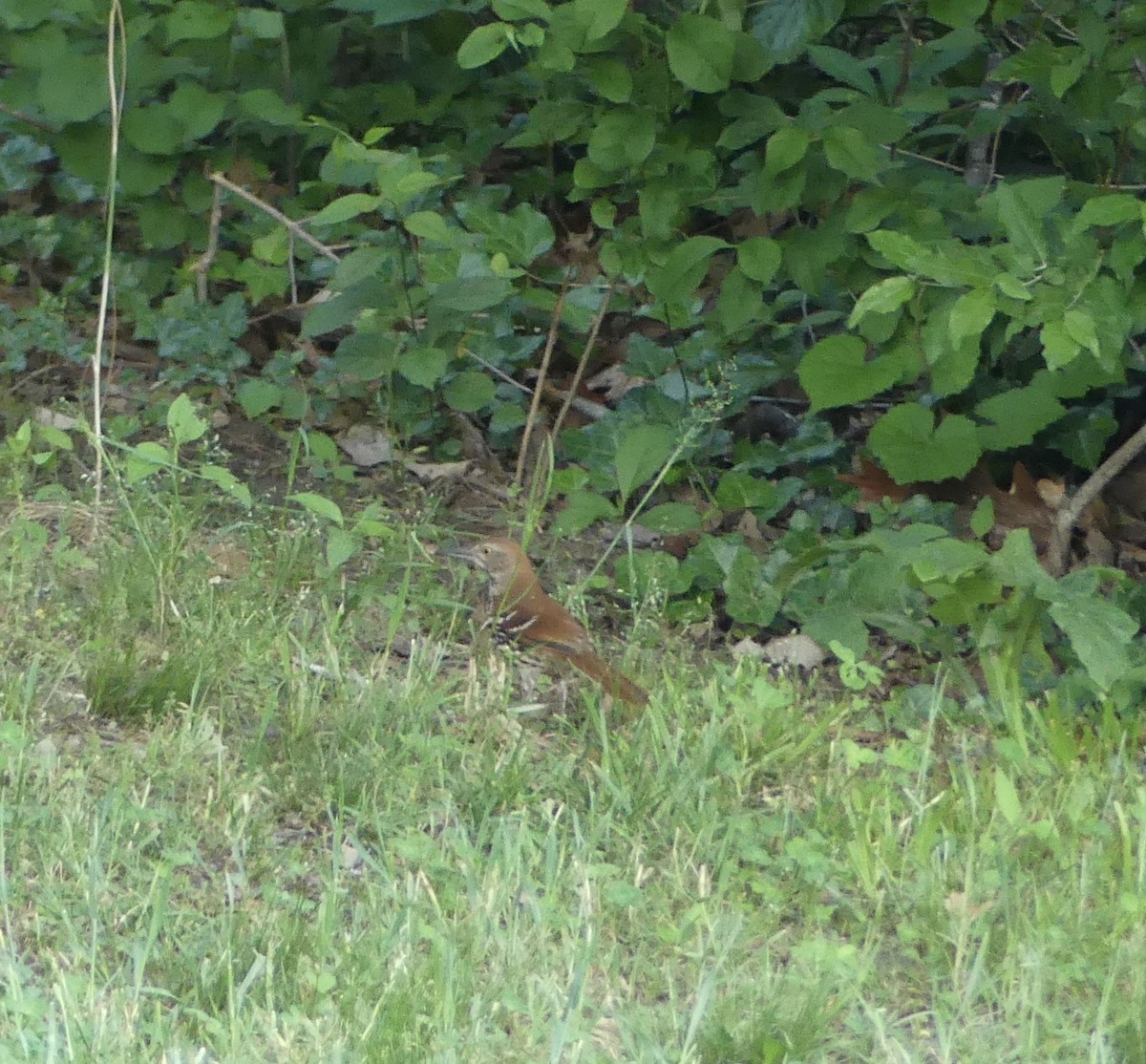 Brown Thrasher - ML635374193