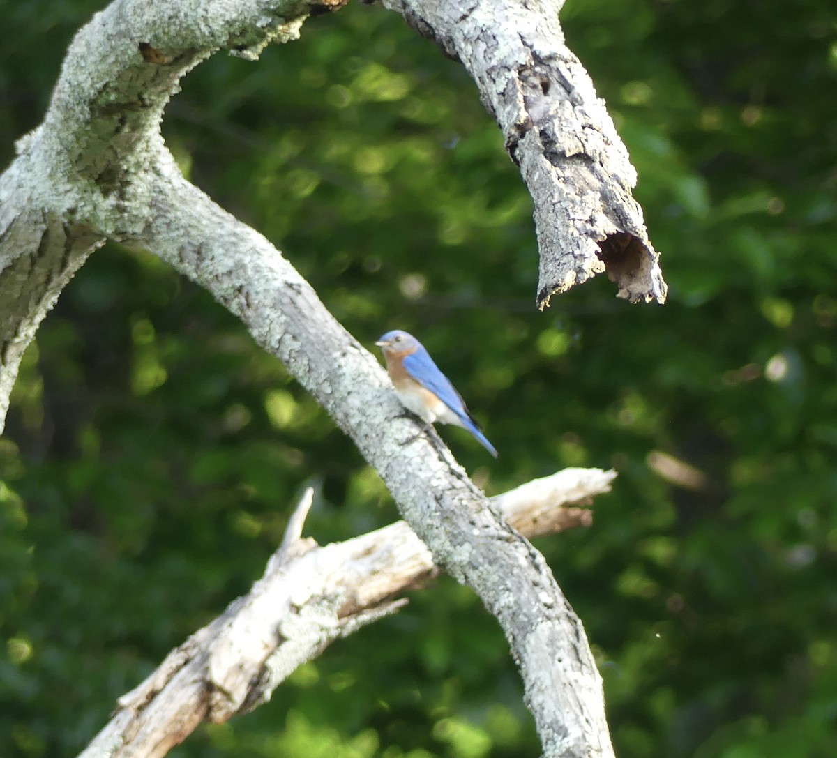 Eastern Bluebird - ML635374201