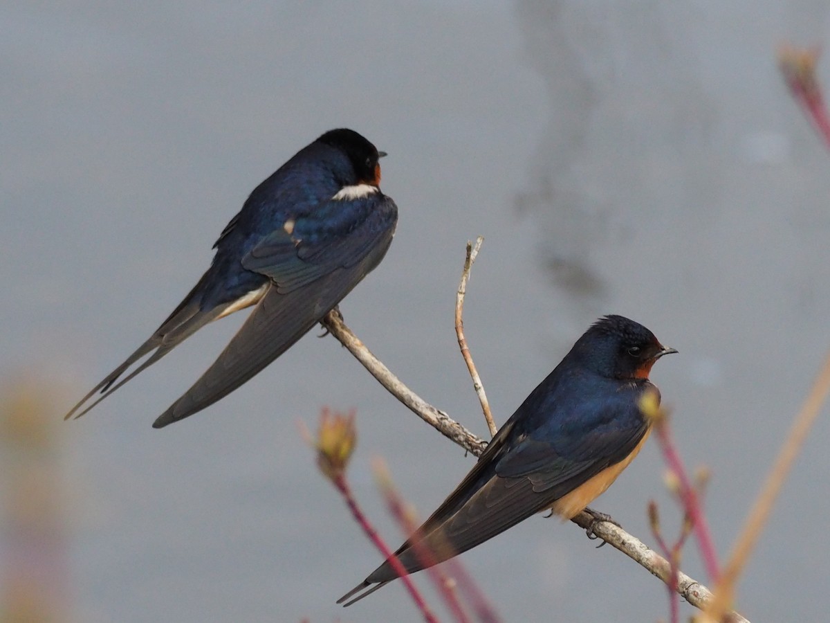 Barn Swallow - ML635374217